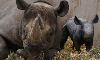 Ema Elsa, a nine-year-old Black Rhino, lies next to her newborn calf in their enclosure at Chester Zoo in Chester, northern England October 5, 2012. The female calf which is less than 48 hours old will join an international breeding programme for the critically endangered species. REUTERS/Phil Noble (BRITAIN - Tags: ANIMALS ENVIRONMENT SOCIETY)